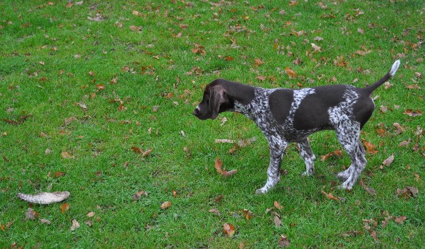 Tor pointing training aged 13 weeks